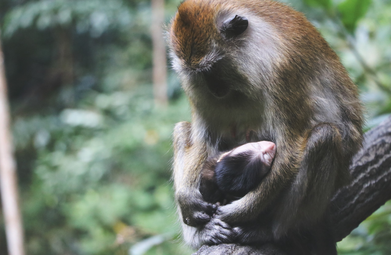 Affen am Langkawi Temrun Wasserfall Affen am Langkawi Temrun Wasserfall