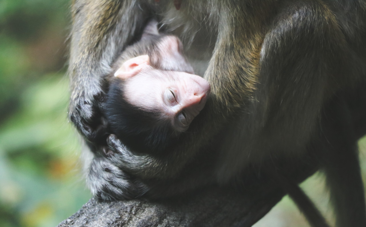 Langkawi Temrun Wasserfall Affenbaby Langkawi Temrun Wasserfall Affenbaby