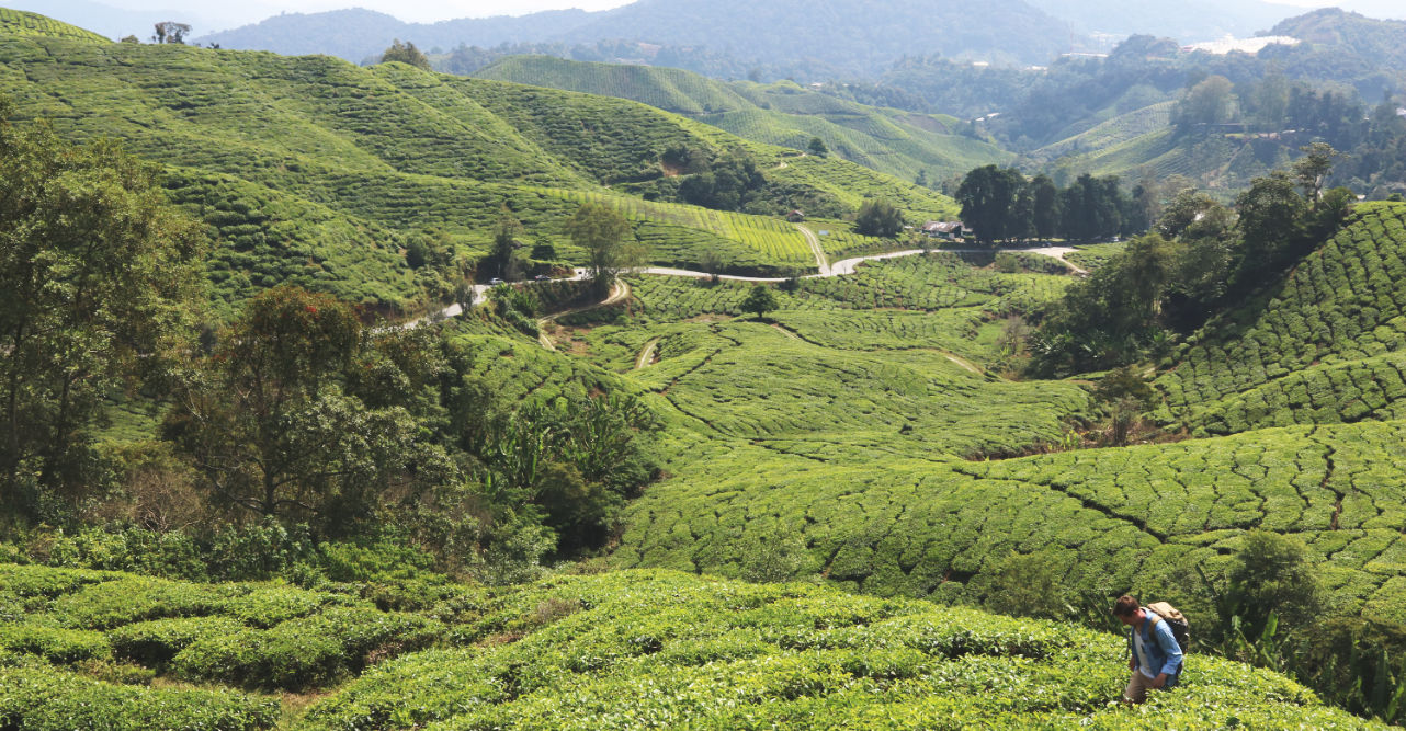 Teeplantage in Malaysia