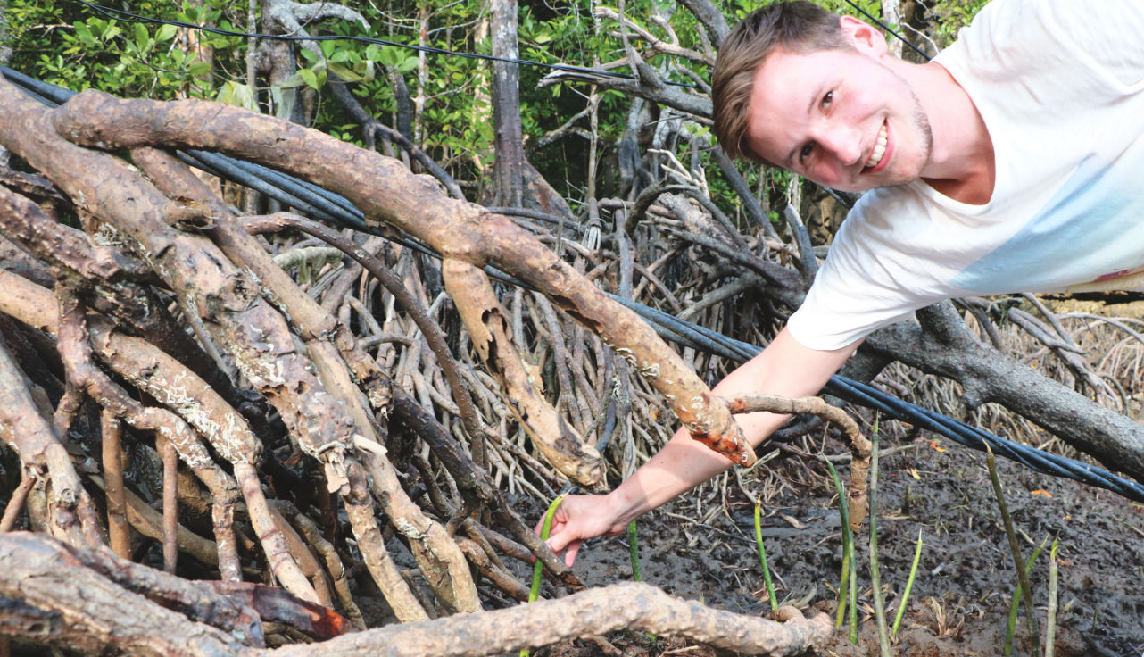 Baum pflanzen in den Mangroven