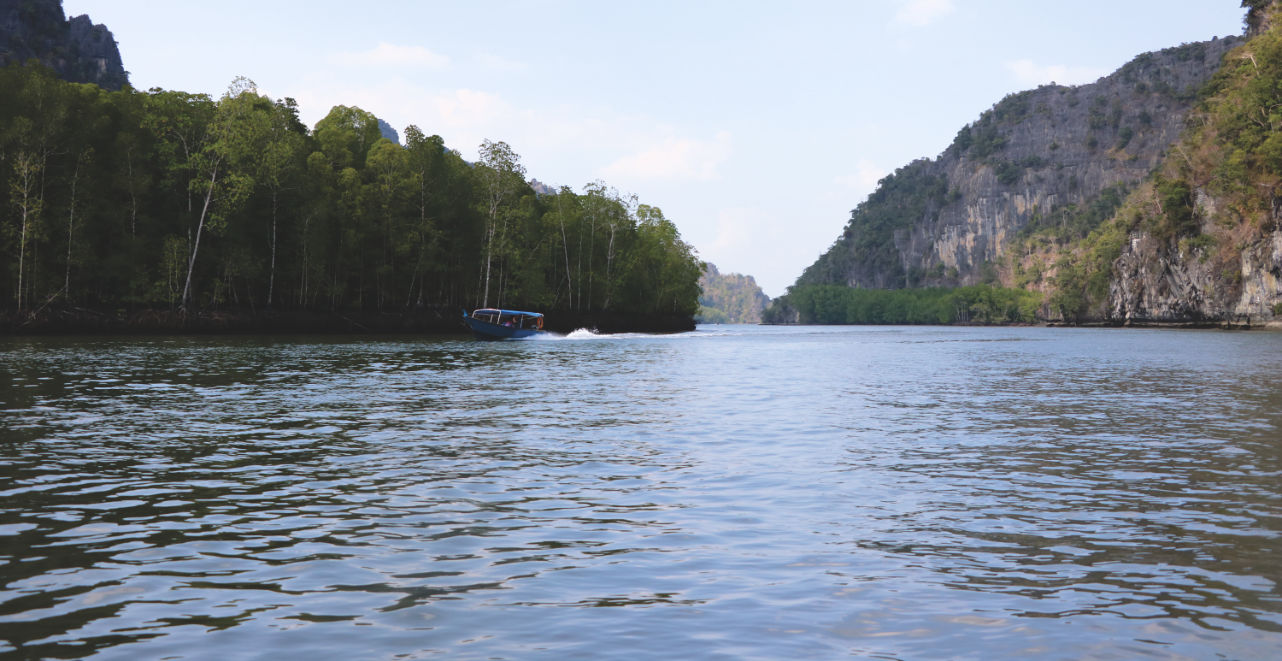 Mangroven auf Langkawi in Malaysia