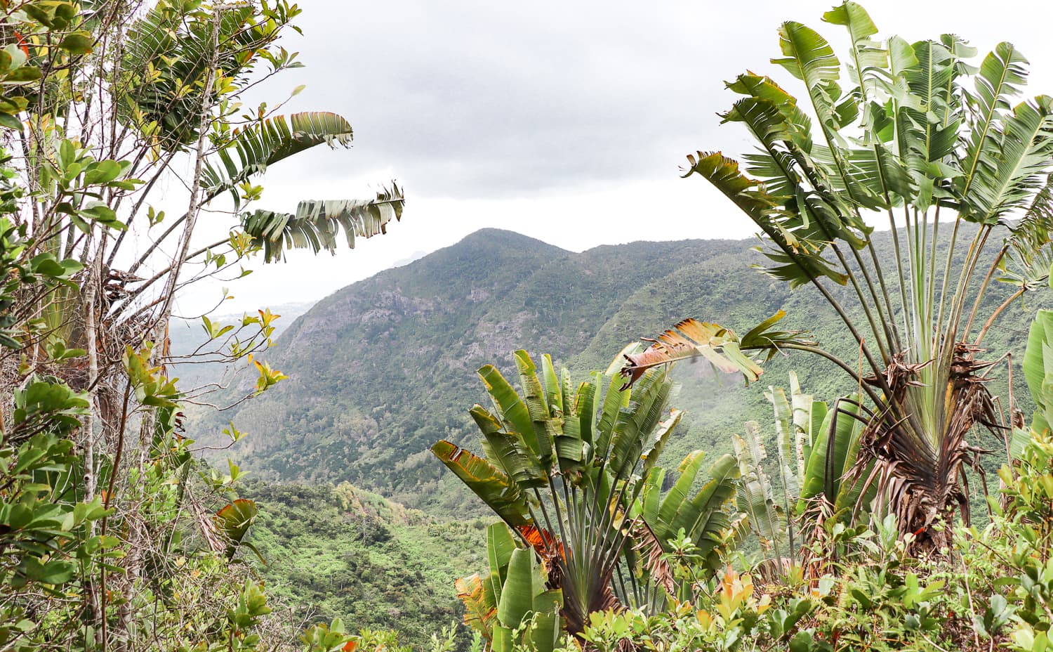 Mauritius Sehenswürdigkeiten & Reisetipps: Black River Nationalpark