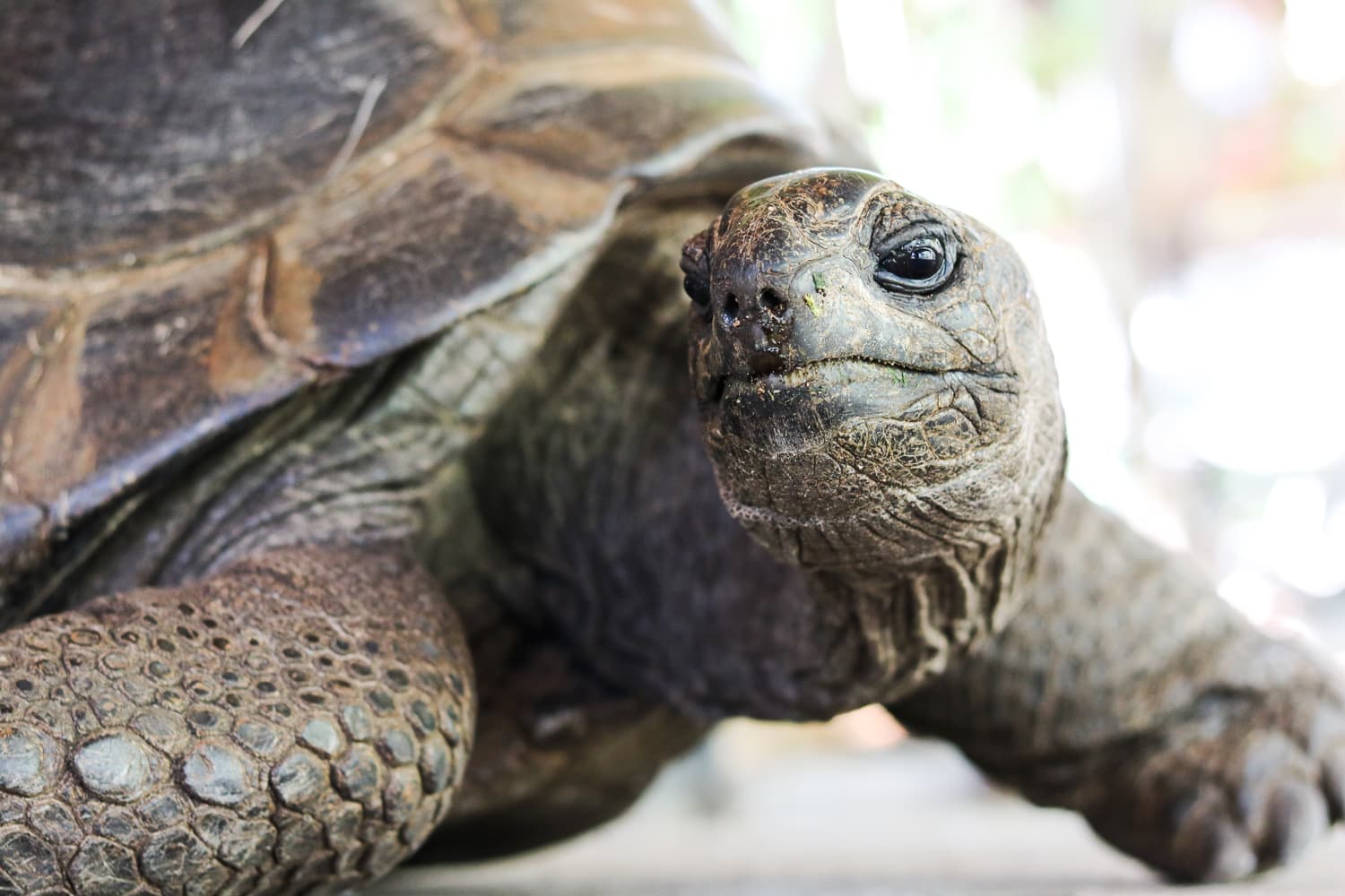 Mauritius Sehenswürdigkeiten & Reisetipps: Ile aux Aigrettes
