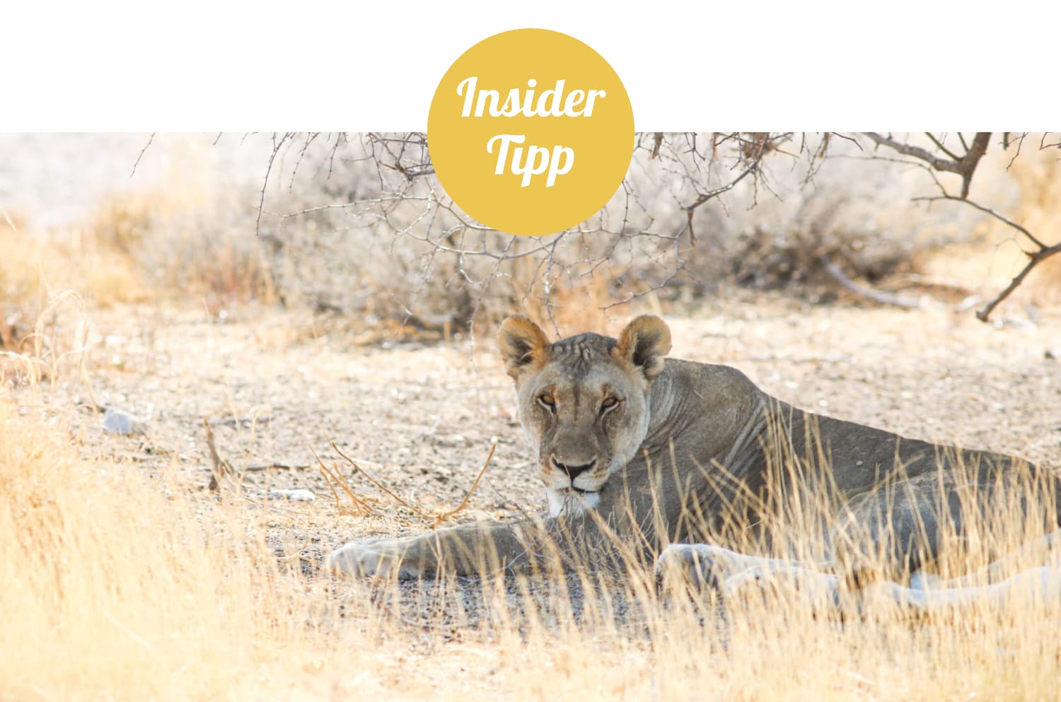 Namibia: Sehenswürdigkeiten Insidertipp - Etosha Westen