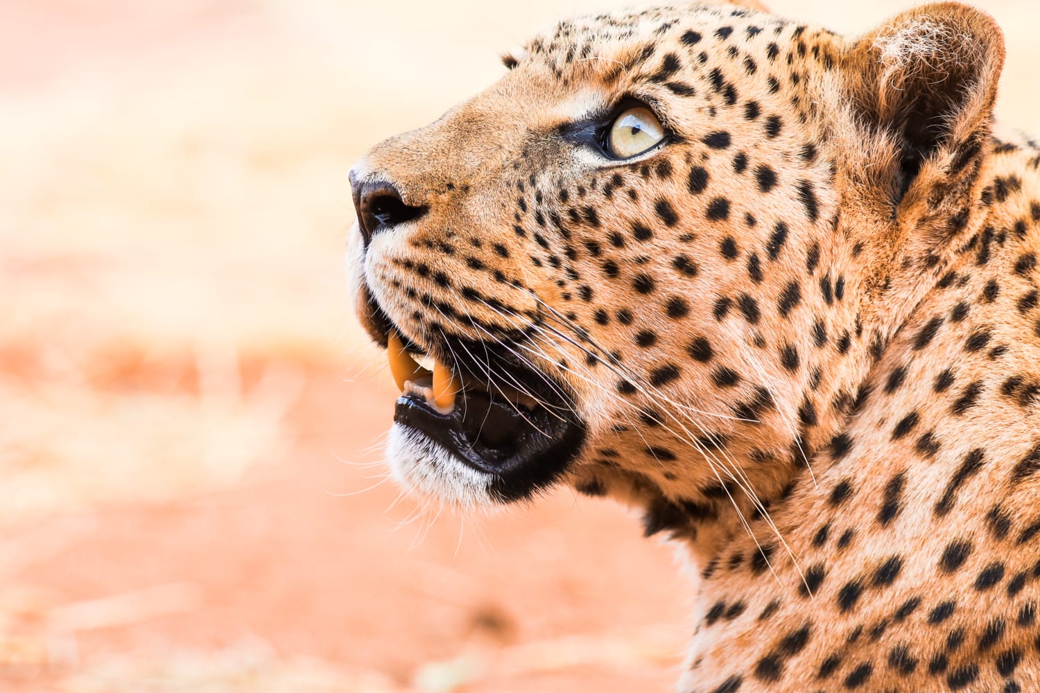 Namibia: Sehenswürdigkeiten und Reisetipps - AfriCat