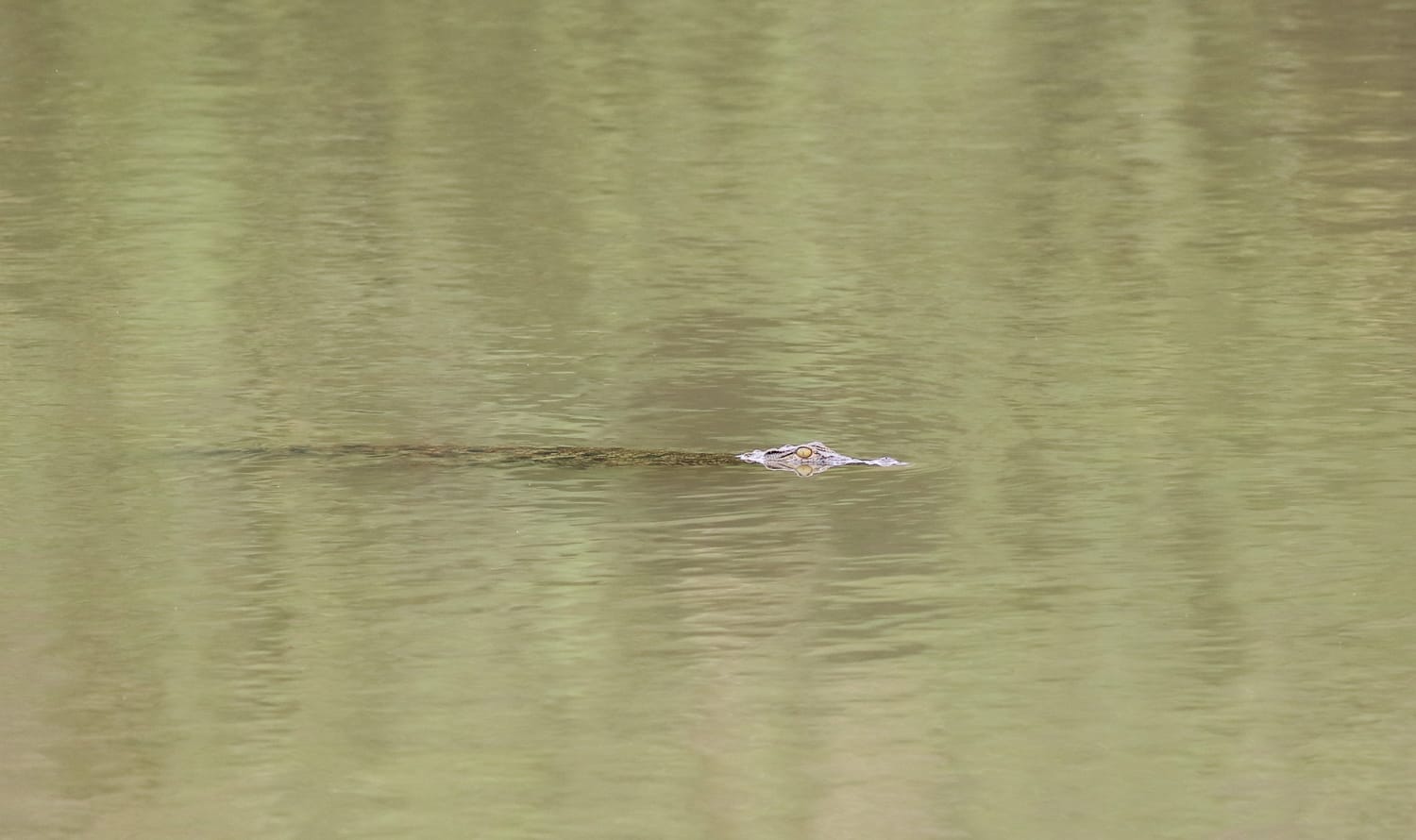 Namibia: Sehenswürdigkeiten und Reisetipps - Caprivi Krokodil