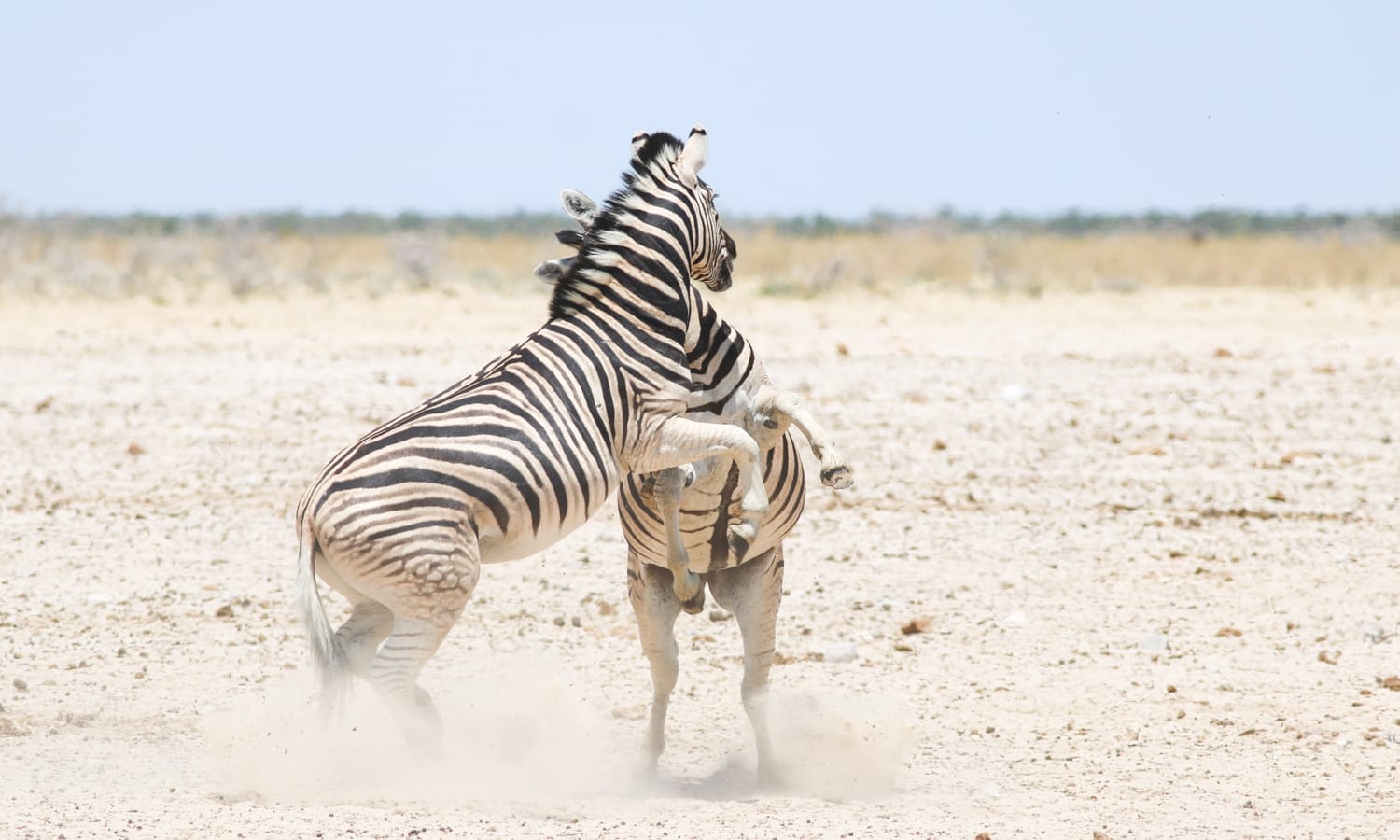Namibia: Sehenswürdigkeiten und Reisetipps - Etoscha Nationalpark