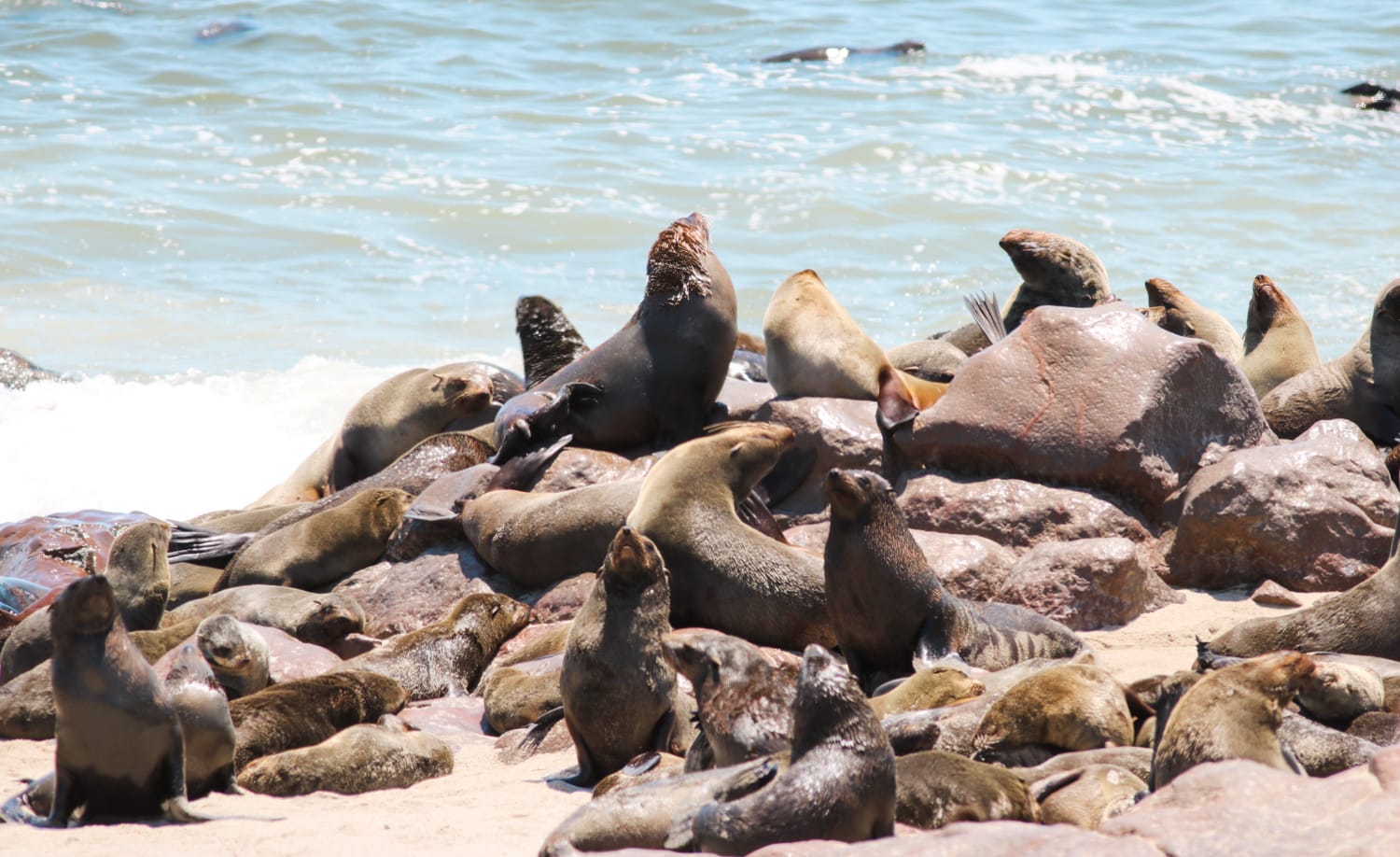 Namibia: Sehenswürdigkeiten und Reisetipps - Cape Cross