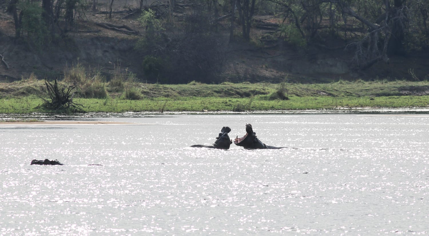 Namibia: Sehenswürdigkeiten und Reisetipps - Hippos Caprivi Namibia: Sehenswürdigkeiten und Reisetipps - Hippos Caprivi