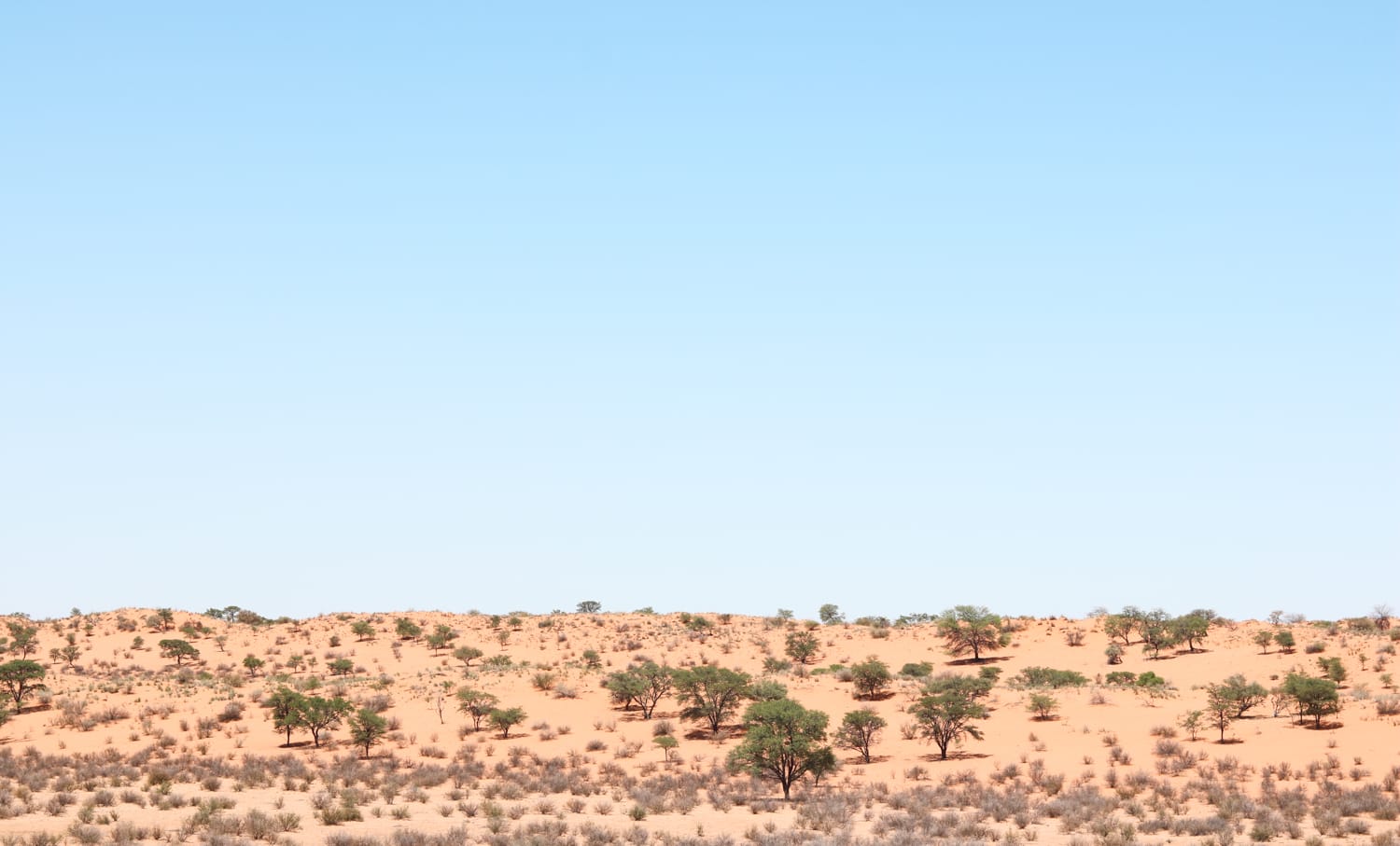 Namibia: Sehenswürdigkeiten und Reisetipps - Kalahari