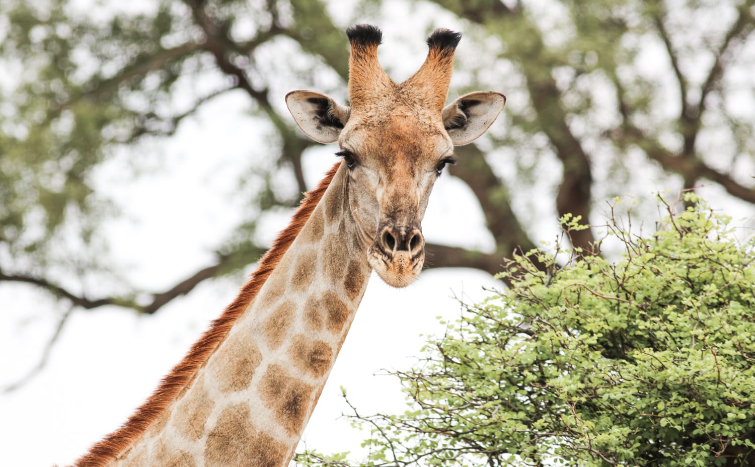 Namibia: Sehenswürdigkeiten und Reisetipps - Mahango Game Reserve Namibia: Sehenswürdigkeiten und Reisetipps - Mahango Game Reserve