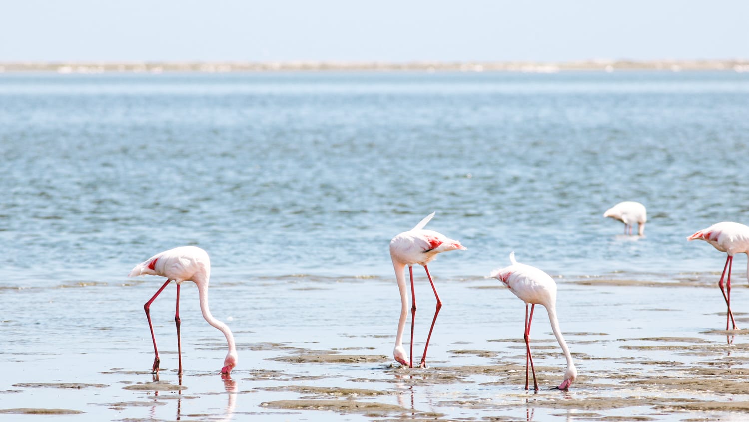 Namibia: Sehenswürdigkeiten und Reisetipps - Walvis Bay