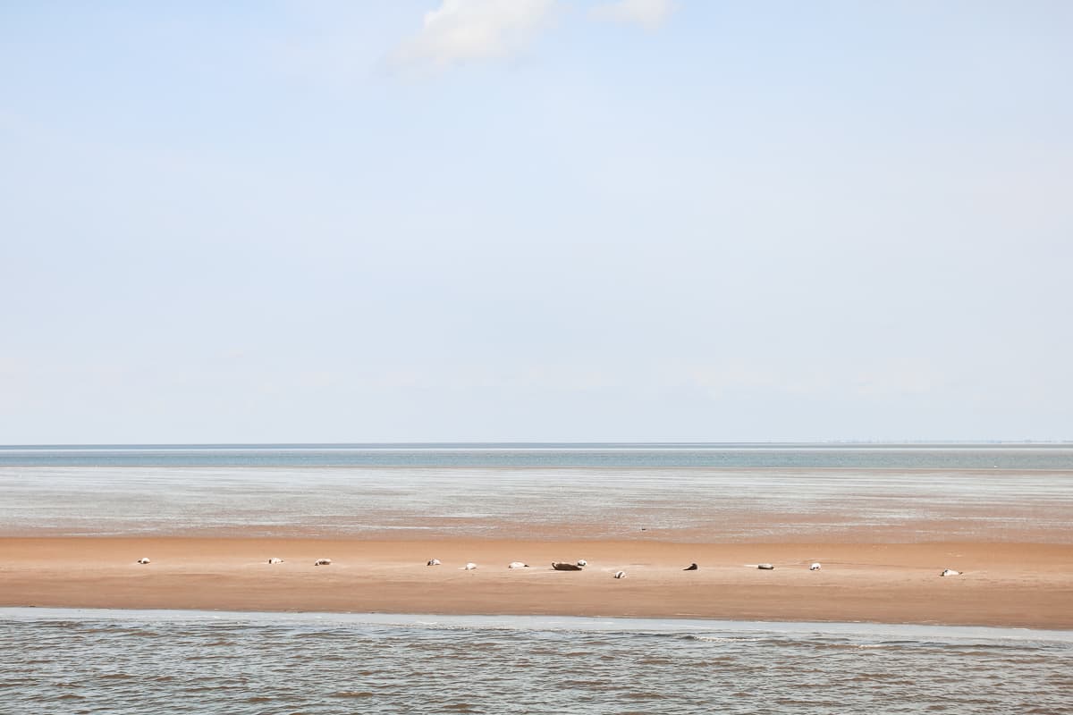 Niedersachsen - Ausflug & Städtetrip - Cuxhaven Seerobbenbank Niedersachsen - Ausflug & Städtetrip - Cuxhaven Seerobbenbank