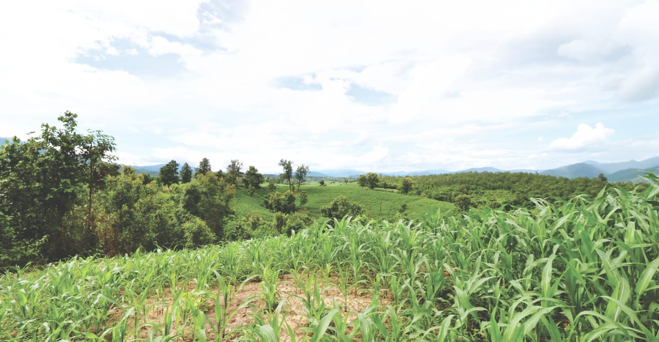 Felder und Berge in Pai Felder und Berge in Pai