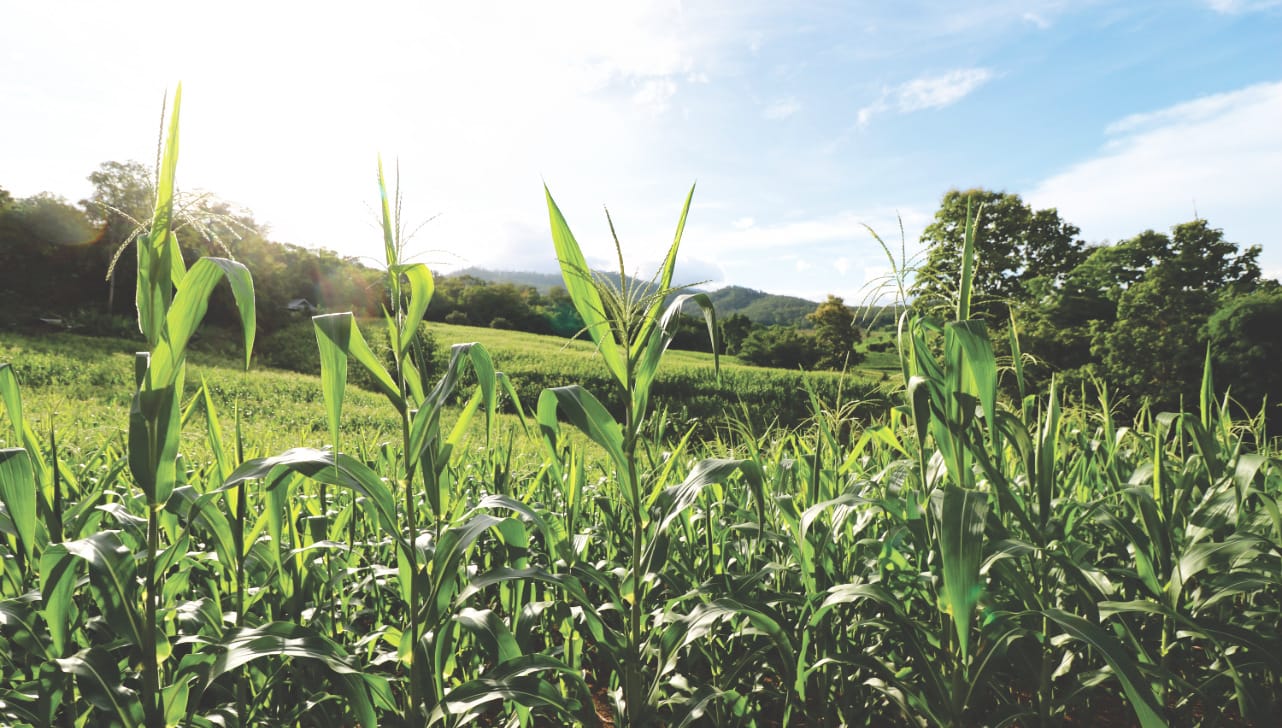 Sonnige Felder in Pai Sonnige Felder in Pai