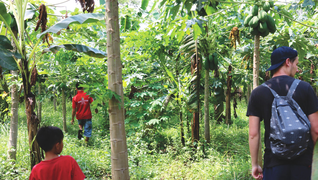 Die Suche nach Papayas