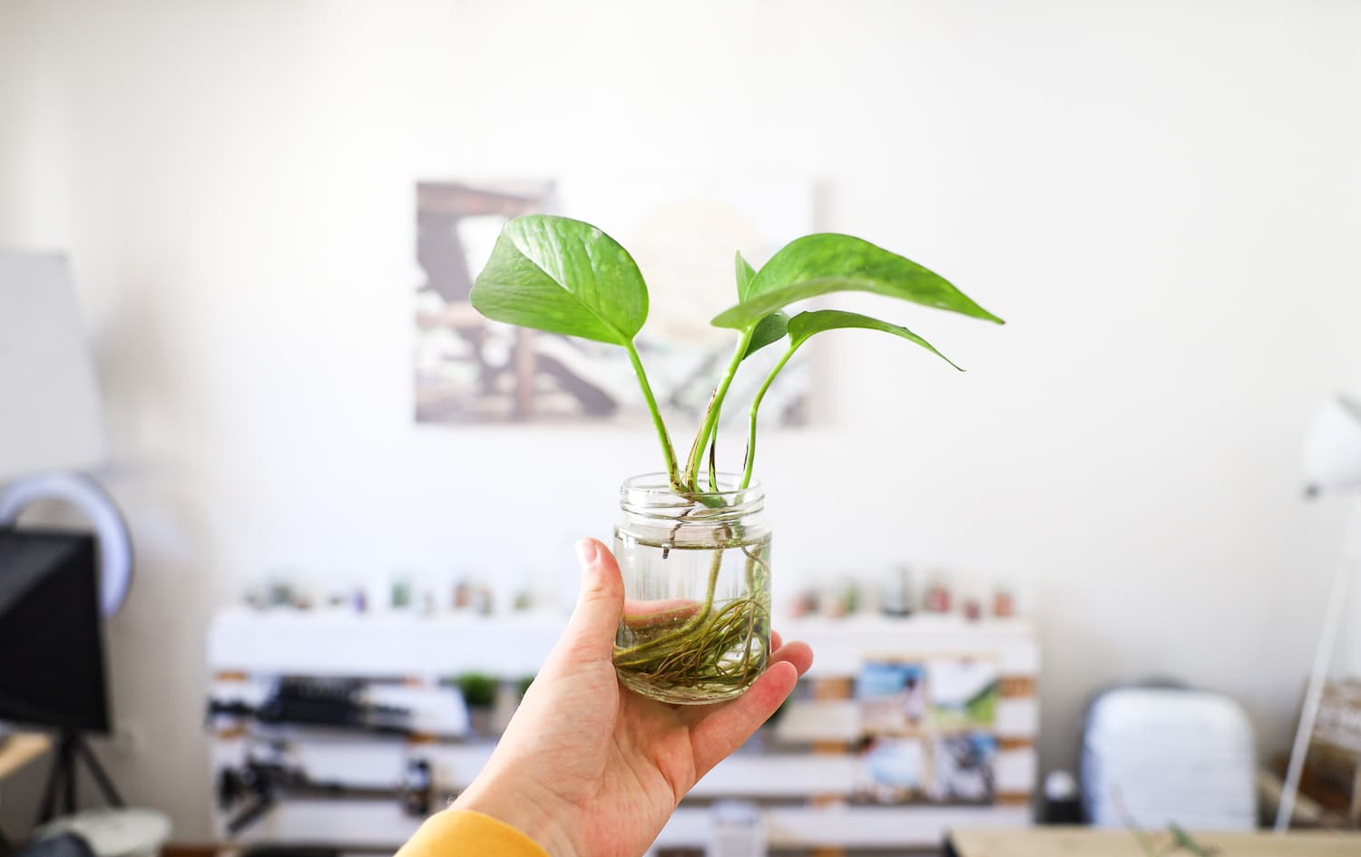Pflanzen Ableger im Glas
