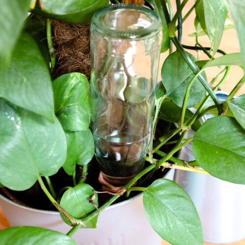 Pflanzen im Urlaub: Tonkegel