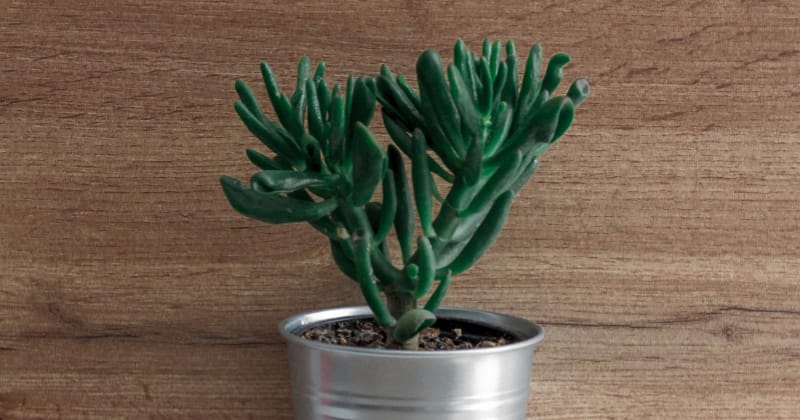 Pflanzen Bewässerung während Urlaub & Reisen: Crassula