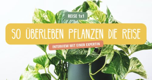Pflanzen • Urlaub und Reisen • Bewässerung und Tipps