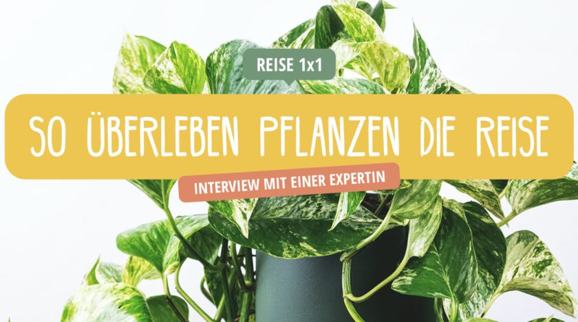 Pflanzen • Urlaub und Reisen • Bewässerung und Tipps