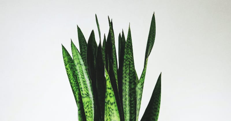 Pflanzen Bewässerung während Urlaub & Reisen: Bogenhanf