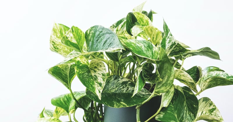 Pflanzen Bewässerung während Urlaub & Reisen: Efeutute