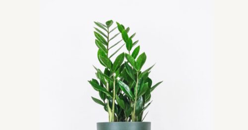 Pflanzen Bewässerung während Urlaub & Reisen: Glücksfeder