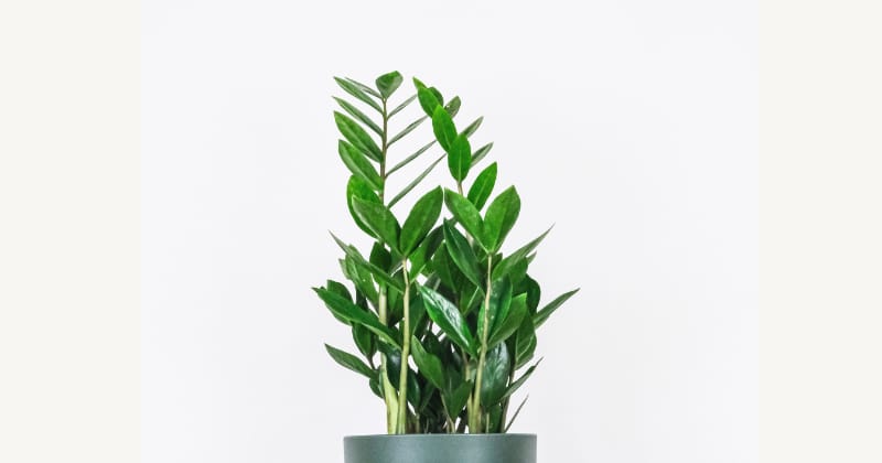 Pflanzen Bewässerung während Urlaub & Reisen: Glücksfeder