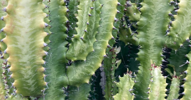 Pflanzen Bewässerung während Urlaub & Reisen: Kakteen