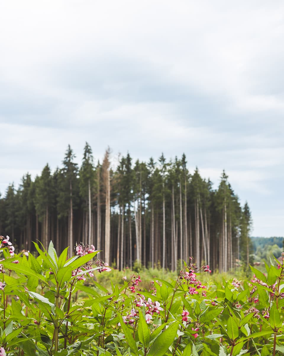 Radfernwege - Baden-Württemberg - Leutkirch nach Ochsenhausen