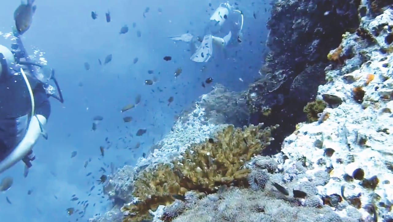 Reisebericht: Tauchen am Sail Rock Koh Phangan