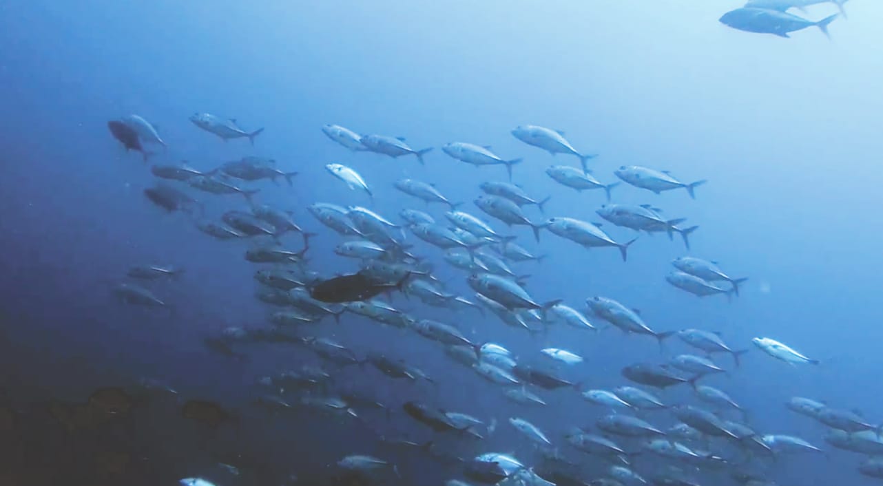 Reisebericht Koh Phangan: Tauchen am Sail Rock