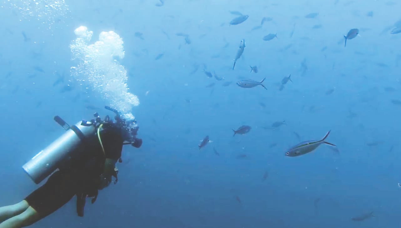 Reisebericht Koh Phangan: Tauchen