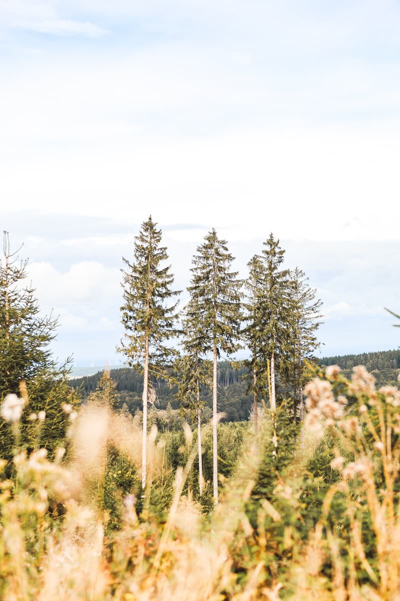 Rheinland-Pfalz - Ausflugsziel & Sehenswürdigkeiten - Nationalpark Hunsrück