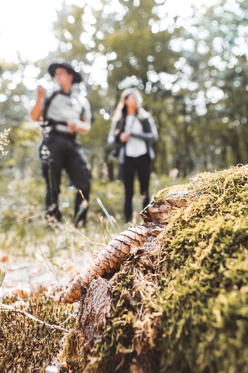 Rheinland-Pfalz - Ausflugsziel & Sehenswürdigkeiten - Nationalpark Hunsrück