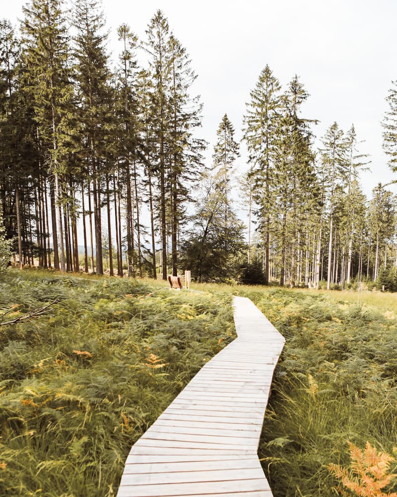 Rheinland-Pfalz - Ausflugsziel & Sehenswürdigkeiten - Nationalpark Hunsrück