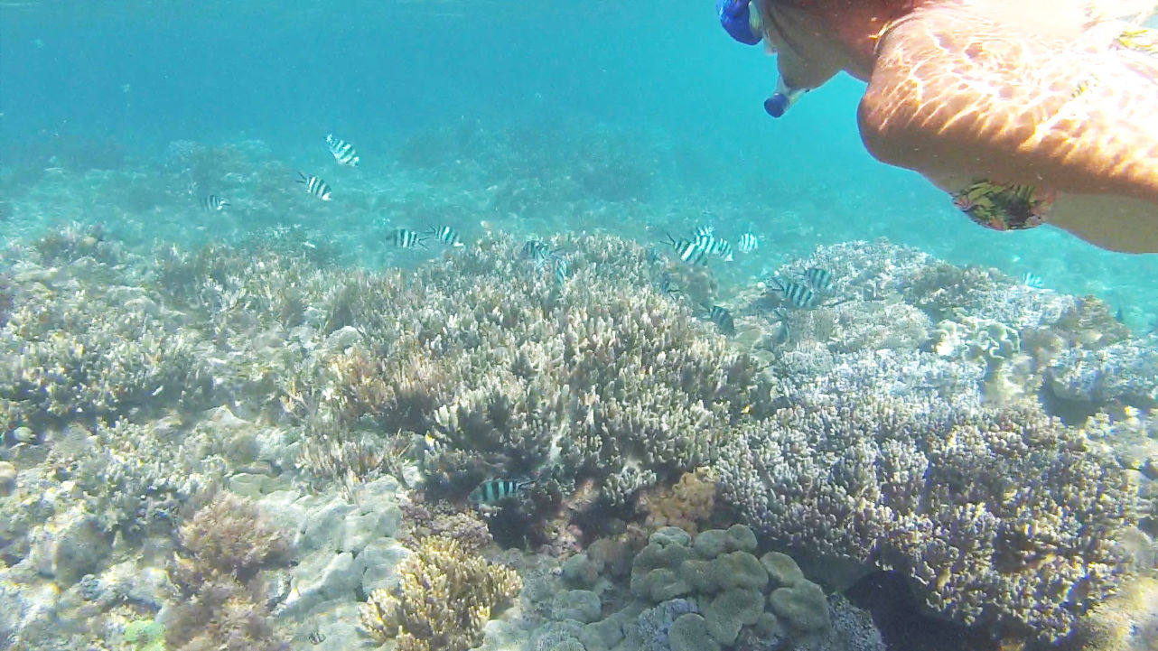 Korallen im Komodo Nationalpark Korallen im Komodo Nationalpark