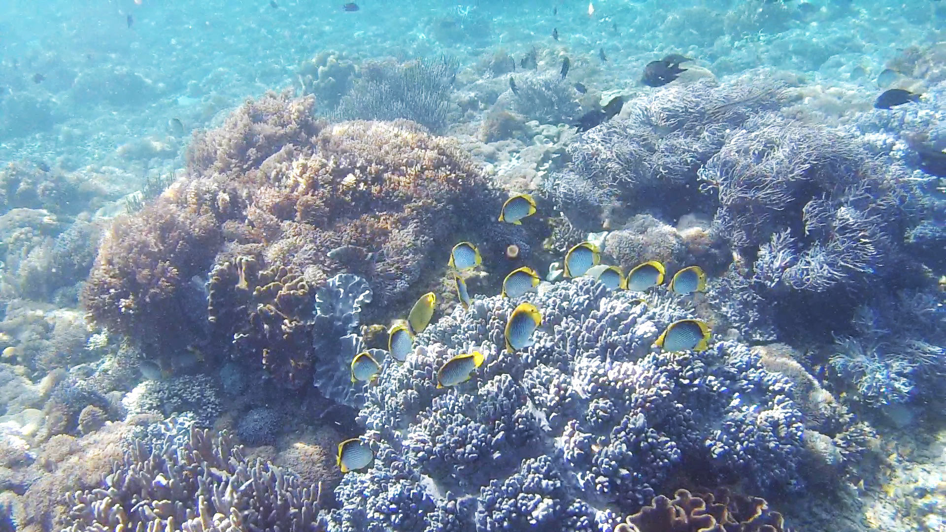 Schnorcheln im Komodo Nationalpark Schnorcheln im Komodo Nationalpark