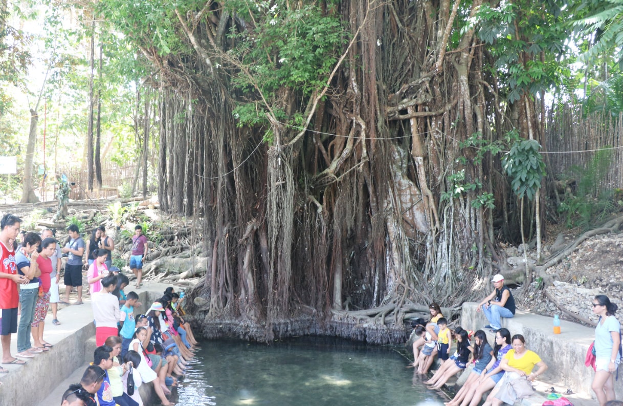 Balete Tree auf Siquijor Balete Tree auf Siquijor