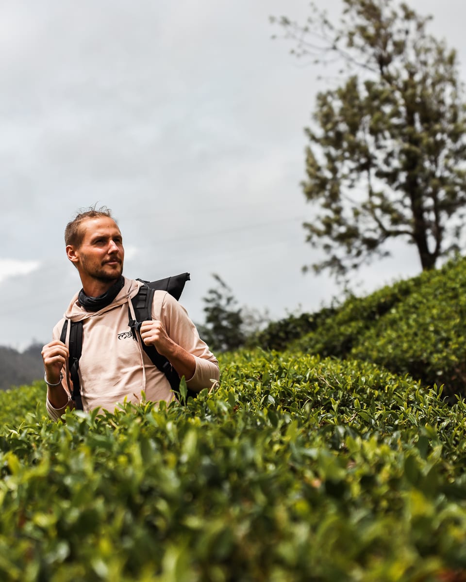 Sri Lanka - Sehenswürdigkeiten & Highlights - Nuwara Eliya - Teeplantage