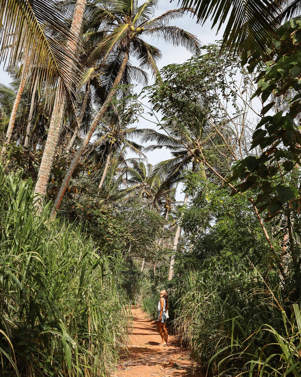 Sri Lanka - Sehenswürdigkeiten & Highlights - Südküste