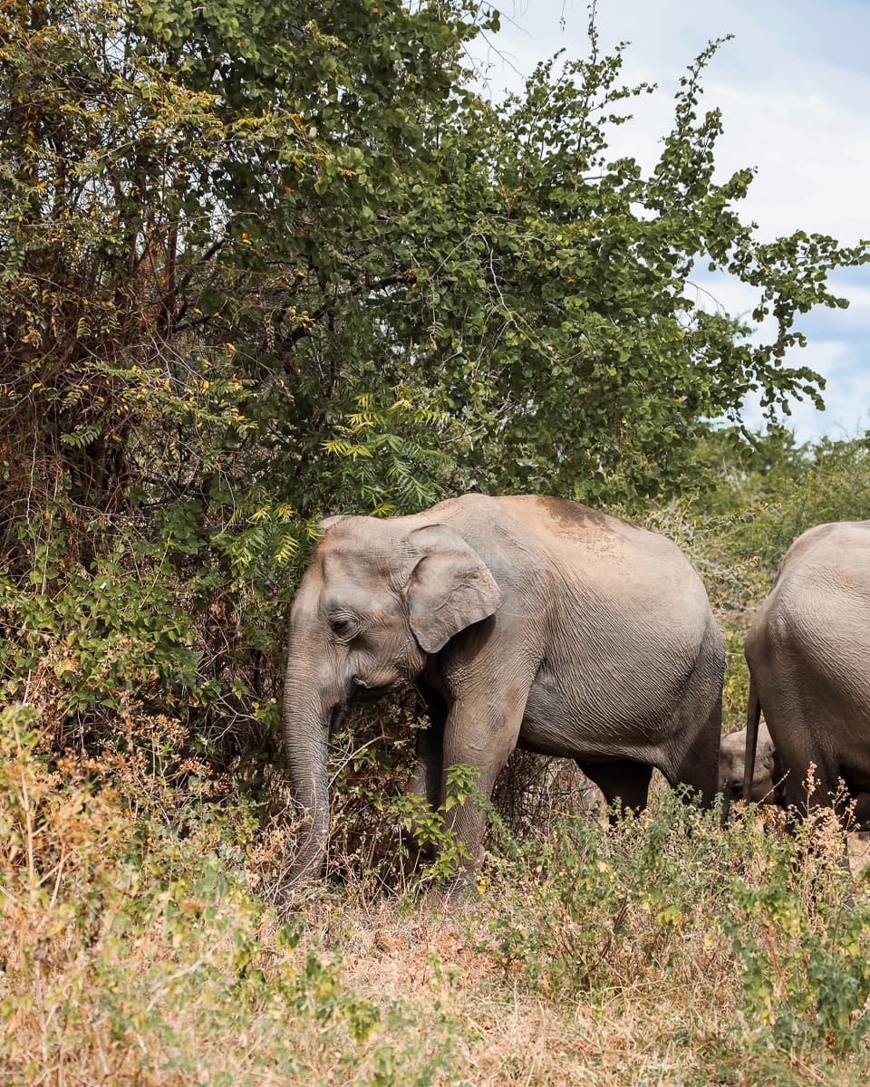Sri Lanka - Sehenswürdigkeiten & Highlights - Nationalpark Safari