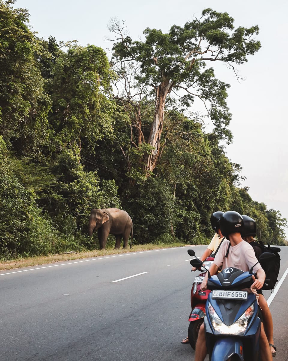 Sri Lanka - Sehenswürdigkeiten & Highlights - Sigiriya - Wilde Elefanten