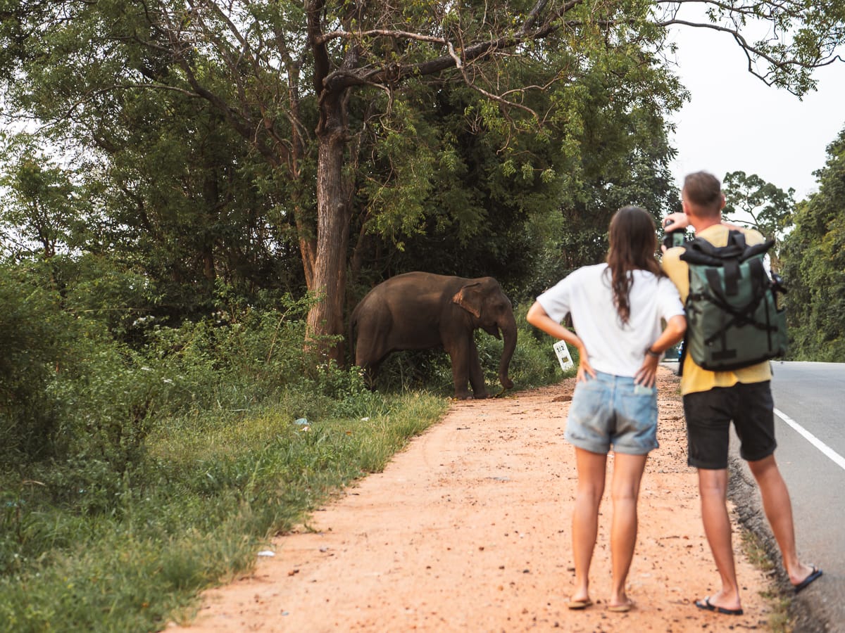 Sri Lanka - Sehenswürdigkeiten & Highlights - Sigiriya - Wilde Elefanten