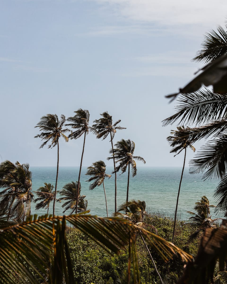 Sri Lanka - Sehenswürdigkeiten & Highlights - Palmen