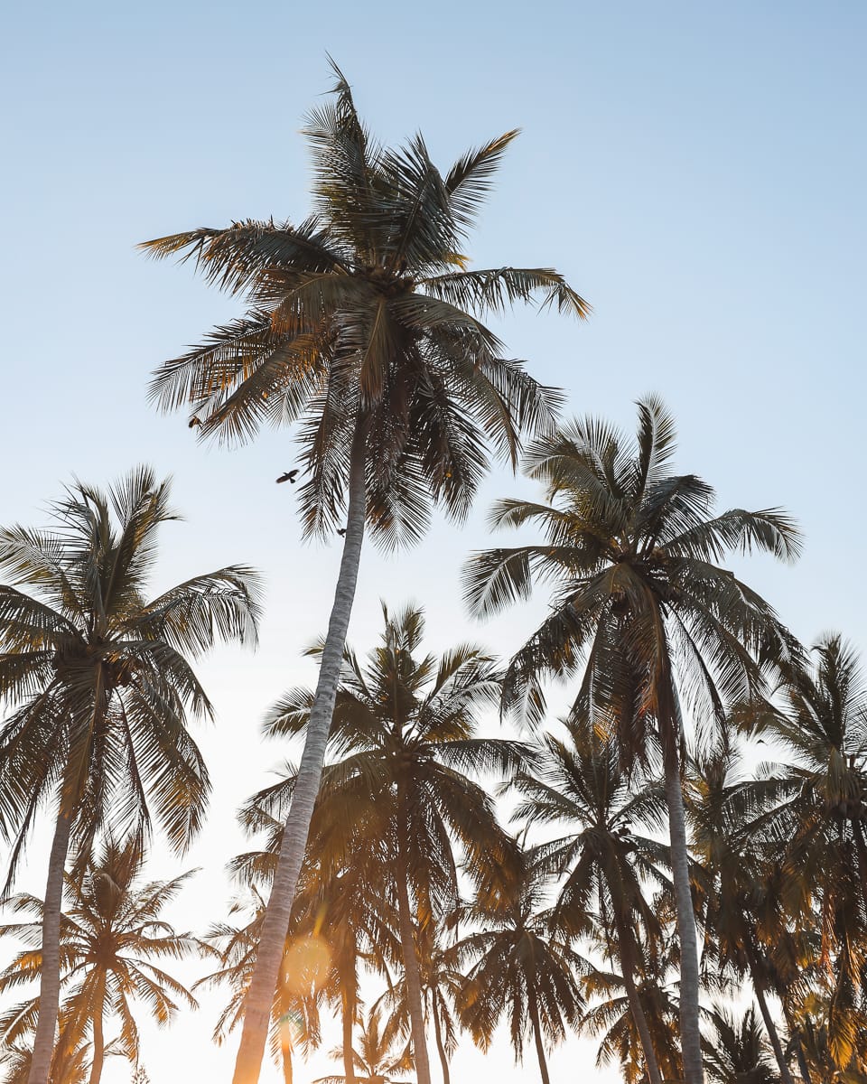 Sri Lanka - Sehenswürdigkeiten & Highlights - Uppuveli Palmen