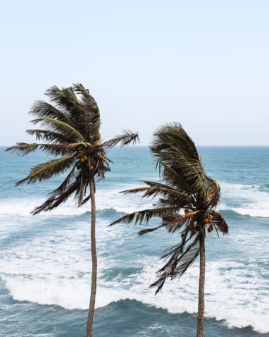 Sri Lanka - Sehenswürdigkeiten & Highlights - Palmen - Weligama