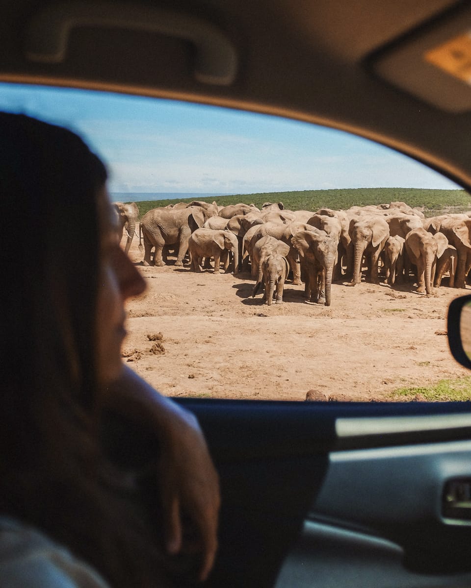 Südafrika Sehenswürdigkeiten & Highlights - Addo Elephant National Park