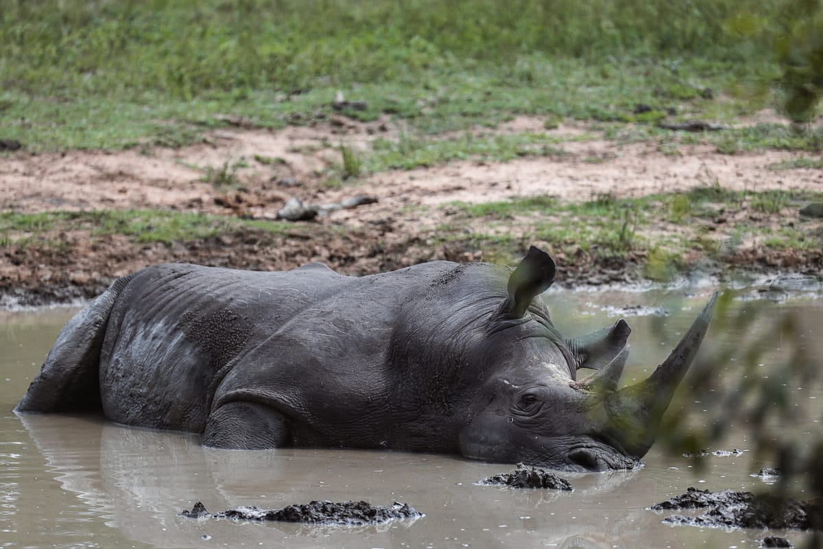 Südafrika Sehenswürdigkeiten & Highlights -Hluhluwe–iMfolozi National Park - Nashorn
